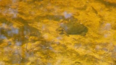 Nehir Kaplumbağası Sarı Kum 'un üstündeki gölde suyun altında yüzüyor.