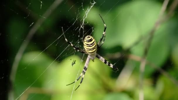 Nagy pók közelkép a weben ellen háttér zöld természet az erdőben — Stock videók