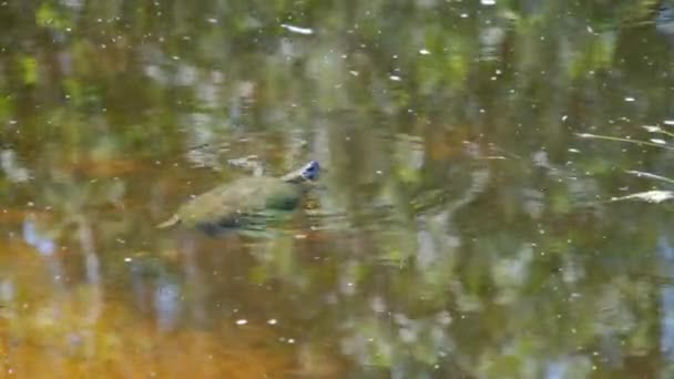 La tortue de rivière nage à la surface de l'eau dans la nature sauvage — Video
