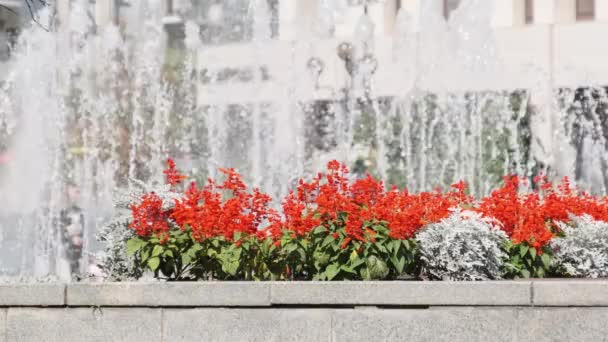 Πηγή με φωτεινά κόκκινα λουλούδια στο πάρκο της πόλης το καλοκαίρι — Αρχείο Βίντεο