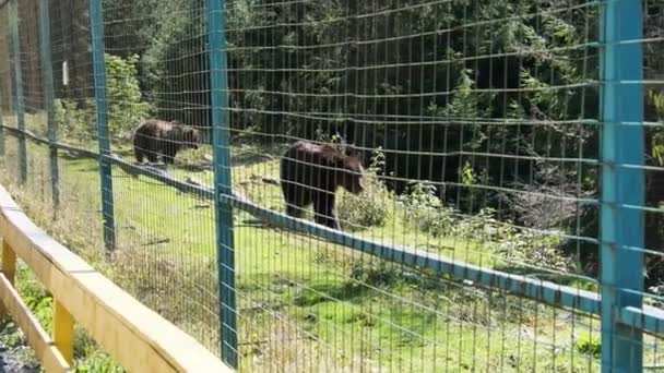 Osos marrones caminando en la reserva detrás de la valla en un día de verano — Vídeos de Stock