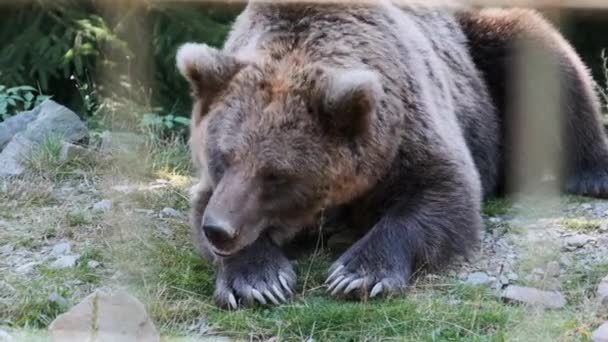 L'orso bruno giace nella foresta selvaggia in una giornata estiva — Video Stock