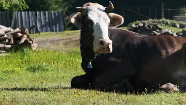 Vaca jaz no gramado e olha para a câmera e expira vapor de narinas — Vídeo de Stock