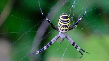 Ormandaki Yeşil Doğa 'nın Arkaplanına Karşı Bir Web' de Büyük Örümcek Yakın Çekimi