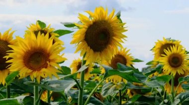 Tarlada ayçiçekleri, canlı renklerde bir sürü güzel Helianthus.