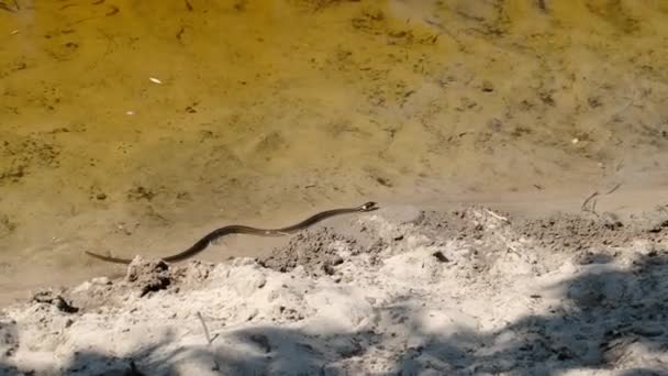 Serpiente se arrastra a lo largo de la orilla del río, Víbora en el agua — Vídeos de Stock