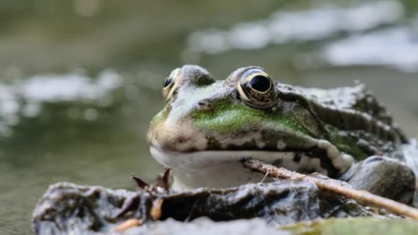 Ritratto di rana seduta sulla riva del fiume, Avvicinamento — Video Stock