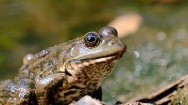 Portrét žáby sedí na břehu řeky, zblízka — Stock video