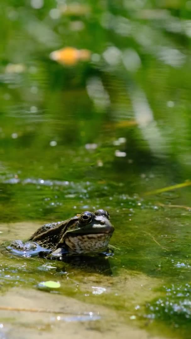 Vertical Footage Portrait von Frosch sitzt am Ufer des Flusses, Nahaufnahme — Stockvideo