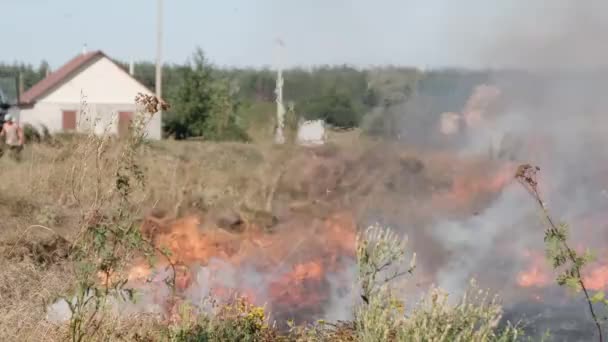 Fire Dry Grass in Field near the Village in Summer, Wildfire of Dry Stubble — Stock video