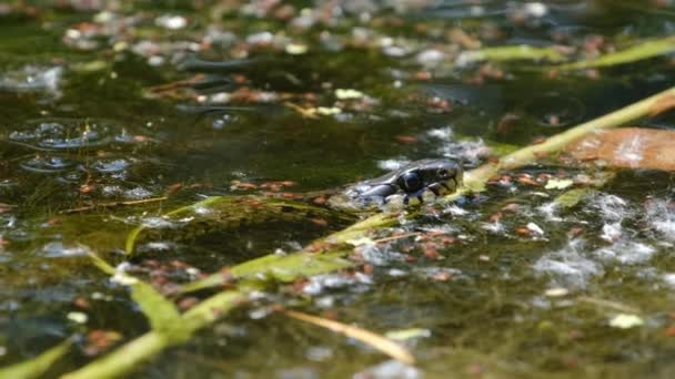 Portret van slang in moerasstruiken en algen, close-up, slang in de rivier — Stockvideo