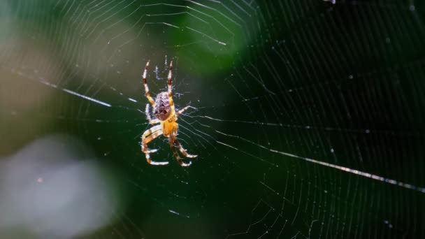 Spider Araneus Primer plano en una red contra un trasfondo de naturaleza verde — Vídeos de Stock