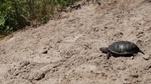 Flussschildkröte kriecht im Sommer auf dem Sand zum Wasser, Zeitlupe — Stockvideo