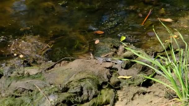 Snake Crawls in Marsh through Swamp Thickets and Algae, Close-up — Stock Video