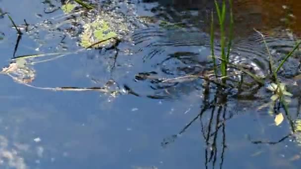 La serpiente se arrastra en el pantano a través de los matorrales del pantano y las algas, de cerca — Vídeo de stock