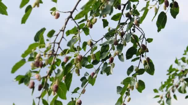 Mulberry hängande på trädgrenar mot himlen — Stockvideo