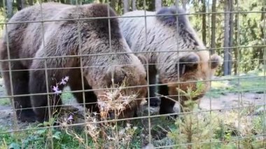 Bir yaz günü Çitin Ardında Yürüyen Kahverengi Ayılar