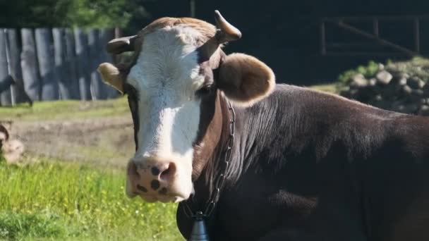 Корова лежит на лужайке и смотрит в камеру и выдыхает пар из ноздрей — стоковое видео