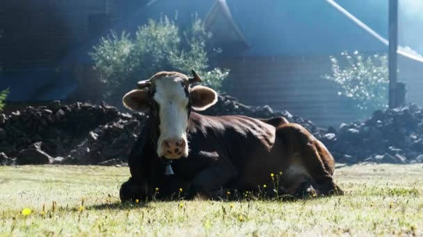 Vaca jaz no gramado e olha para a câmera e expira vapor de narinas — Vídeo de Stock