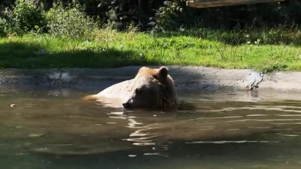 Bruine beer speelt in de vijver in het reservaat en grappig zwemmen in het water — Stockvideo