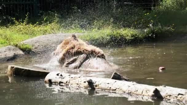 Бурый медведь в пруду в заповеднике и забавные заплывы в воде — стоковое видео