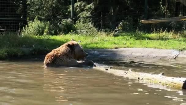 Oso marrón juega en el estanque en la reserva y divertido nadar en el agua — Vídeo de stock