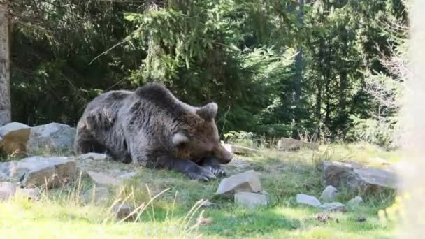 Brown Bear Lies in the Wild Forest on a Summer Day — Stockvideo