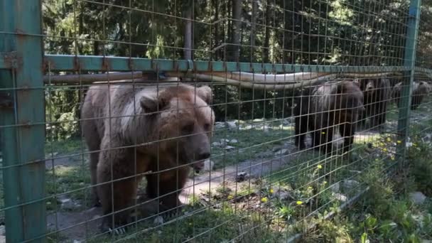 Brązowe Niedźwiedzie spacerujące w rezerwacie za płotem w letni dzień — Wideo stockowe