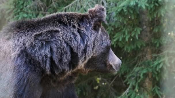 Brown Bear Walking in the Reserve Behind the Fence on a Summer Day — Video Stock