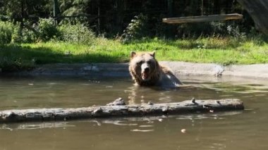 Kahverengi ayı gölde oynar ve suda komik bir yüzüş yapar.