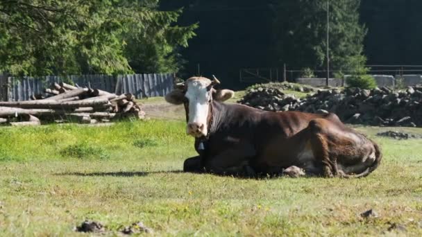 Kráva leží na trávníku a hledí do kamery a vydechuje páru z nosních dírek — Stock video