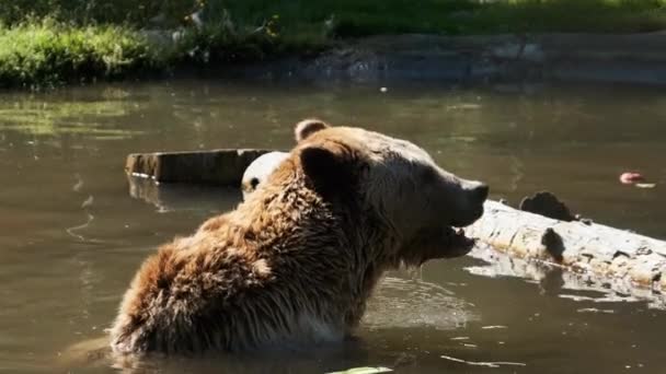 Oso marrón juega en el estanque en la reserva y divertido nadar en el agua — Vídeos de Stock