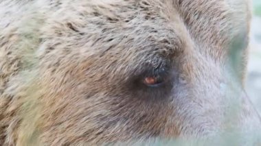 Kahverengi Ayı Bir Yaz Gününde Vahşi Ormanda Yatar