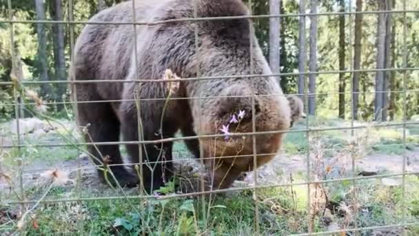 Brunbjörnar går i reservatet bakom stängslet på en sommardag — Stockvideo