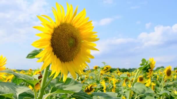 Tournesol fleurissant dans le champ sur fond de ciel le jour d'été, Gros plan — Video