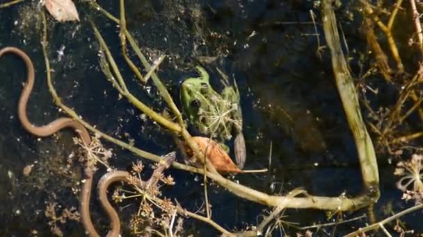 Vertical Video - The Snake Hunts for a Frog among the Seaweed in the River — Stock video