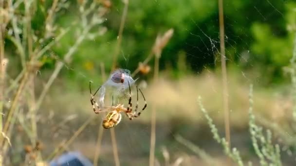 La araña atrapa insectos en una red y los envuelve en un capullo, cámara lenta — Vídeos de Stock