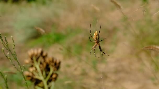 Duże zbliżenie pająka w sieci na tle zielonej przyrody w lesie — Wideo stockowe