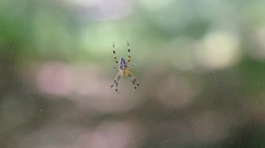 Örümcek Araneus Yeşil Doğanın Arkaplanına Karşı Bir Web 'de Yakın plan