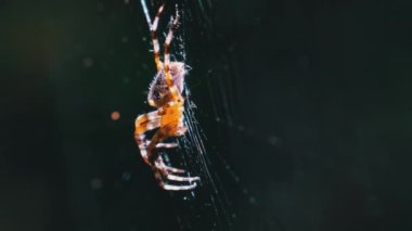 Örümcek Araneus Yeşil Doğanın Arkaplanına Karşı Bir Web 'de Yakın plan