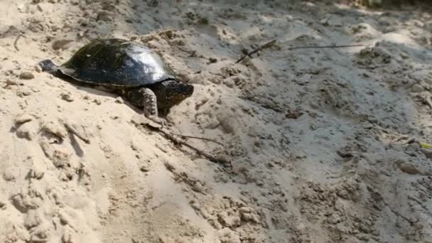 夏天，乌龟在沙滩上爬向水面，动作缓慢 — 图库视频影像