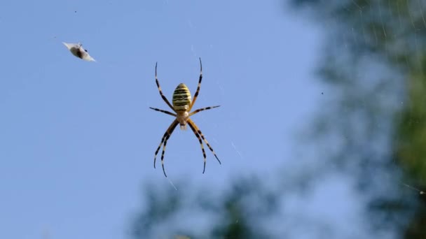 Spider Primer plano en una web contra un cielo azul, Argiope Bruennichi — Vídeos de Stock