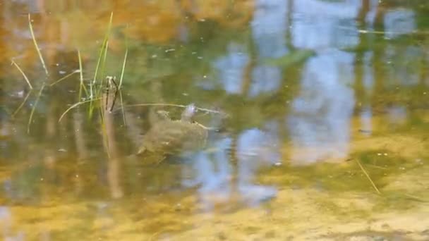 River Turtle Swims on the Water Surface in the Wild Nature — Stock Video