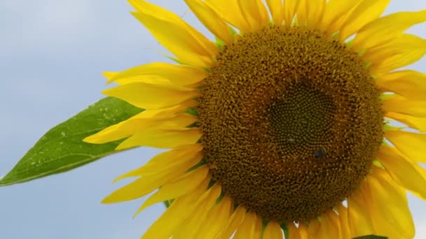 Соняшник у полі і бджола коливаються на ньому на небесному фоні, зблизька — стокове відео