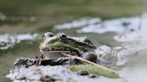 Зеленая лягушка сидит на берегу реки, я закрываюсь, портрет жабы — стоковое видео