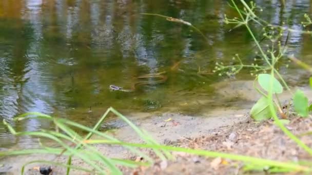 Снак ползает по болоту сквозь болотные толщи и водоросли, закрываясь — стоковое видео