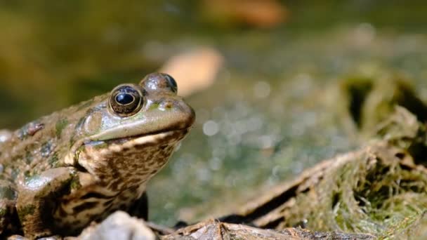 Kikker zit aan de kust bij de rivier, Extreme Close-up, Portret van pad — Stockvideo