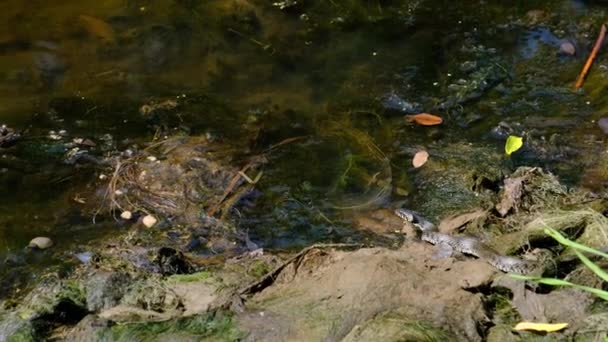 Kígyó úszik a folyóban keresztül mocsár sűrű és algák, közelkép. — Stock videók