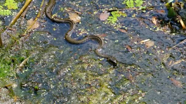 Wąż w zaroślach bagiennych i glonach wodnych, zbliżenie, wąż w rzece — Wideo stockowe