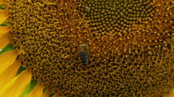 Słonecznik na polu i pszczoła czołgająca się na nim na tle nieba, zbliżenie — Wideo stockowe